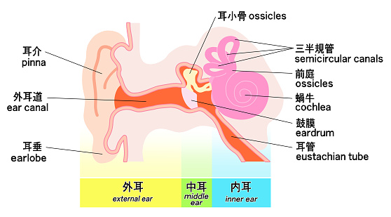 A colorful schematic of the simple ear structure. It includes the auricle, external auditory canal, earlobe, ossicles, semicircular canals, vestibule, cochlea, eardrum, and eustachian tube.