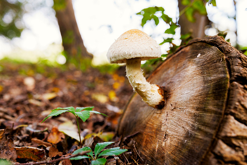 Mushroom on a stump in a beautiful autumn forest. Wild mushroom on the stump.