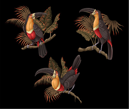 Toucans on the branches isolated. Vector
