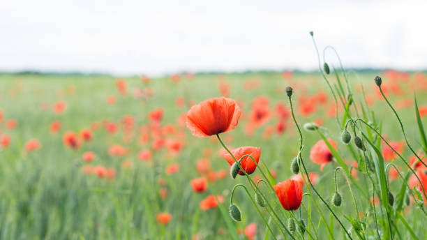 nahaufnahme von roten mohnblütenköpfen, knospen und kapseln im grünen gerstenfeld. papaver rhoeas - poppy field remembrance day flower stock-fotos und bilder