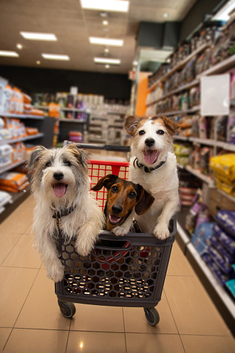 Three happy puppy dogs inside of a shopping trolley in a pet store.