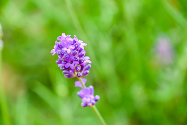 London, UK, 24 June  2023: Flower violet lavender herb isolated on green background
