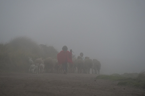 Small shepherd boy walking away  behind a herd of sheep in heavy mist or fog