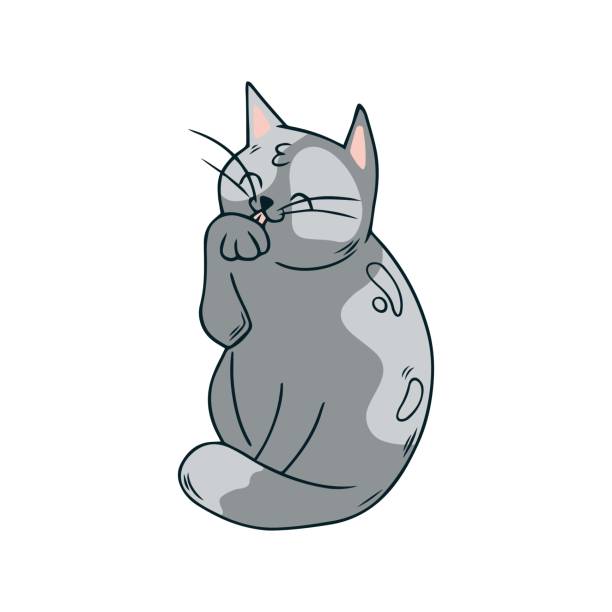 Cute grey cat lick their paw. Grey kitten in hand drawn style. Vector illustration isolated on white background Cute grey cat lick their paw. Grey kitten in hand drawn style. Vector illustration isolated on white background. cat muzzle meowing cartoon stock illustrations