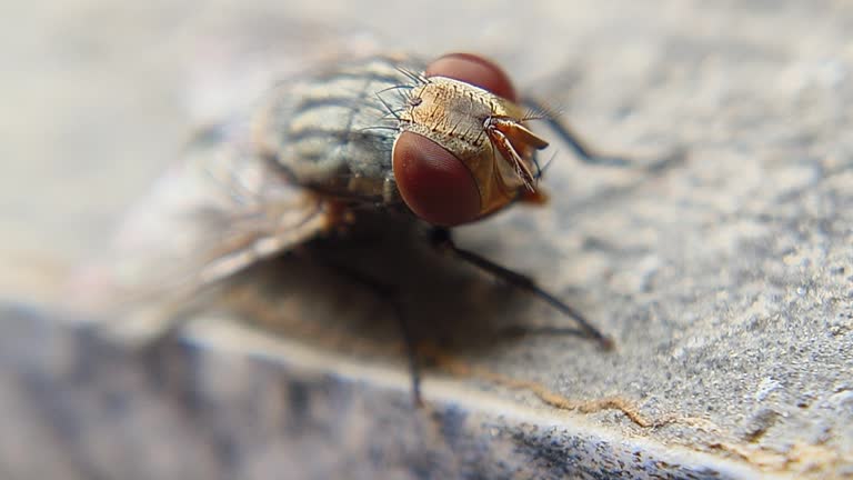 House fly ( Musca domestica)