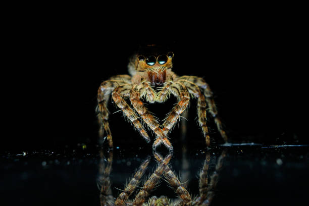 istock Close up of spider on black background 1574519027