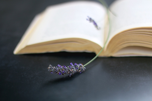 Lavender flowers and open book on dark background. Selective focus.