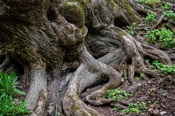 Scenic view of old tree roots covered with moss, natural background, forest environment