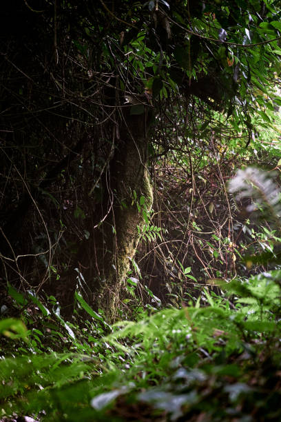 istock Beautiful forest to look at, cool fresh air to breathe. 1574553977