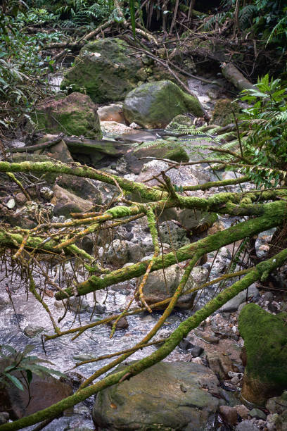 istock mossy tree trunks look beautiful to look at 1574553978