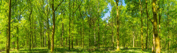 istock Dappled sunlight in idyllic forest clearing green summer woodland panorama 1574556272