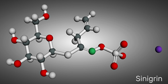 Sinigrin, allyl glucosinolate molecule. Glucosinolate from family of glucosides, found in plants of the family Brassicaceae. Molecular model. 3D rendering. Illustration