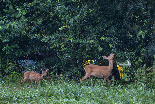 Female roe deer (Capreolus capreolus) and fawn standing on a meadow in front of old trees.