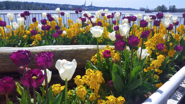 Stunning Springtime Tulip Garden At The New Westminster Fraser River Waterfront