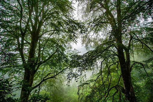 Beech trees in the fog in the forest - Arhavi