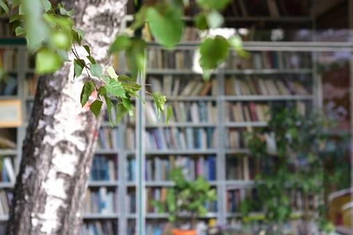 library shelves with books in the window