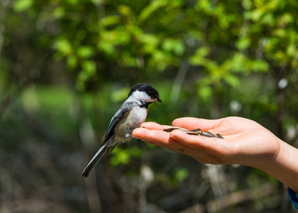istock Black-capped Chickadee feeds from human hand in April in Ontario Canada 1574568085