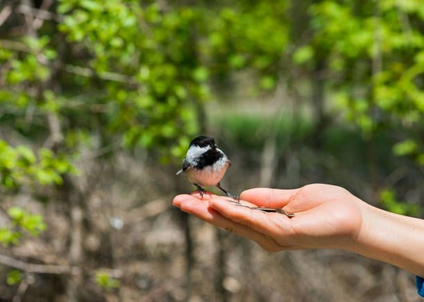 istock Black-capped Chickadee feeds from human hand in April in Ontario Canada 1574568117