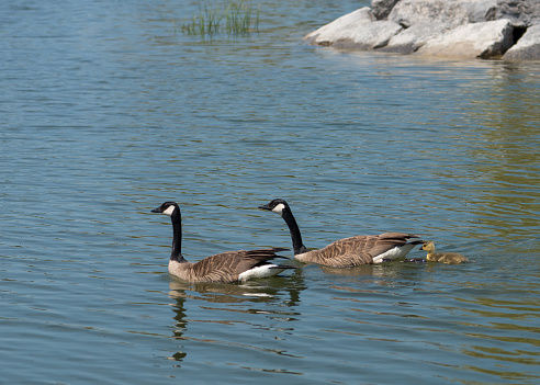 Canada geese (Branta canadensis) are migratory birds native to North America, including Canada, and are well-known for their adaptability to various habitats, including urban areas. Their populations have increased significantly over the years, leading to various challenges and concerns.