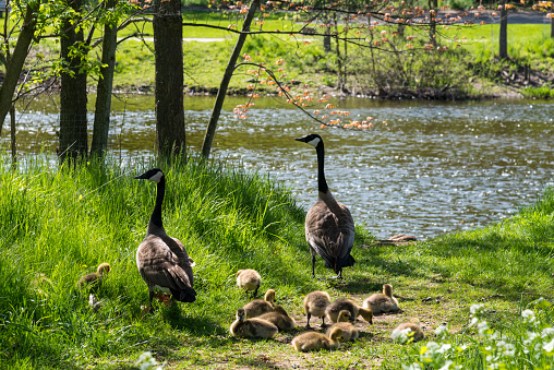 A Pair of Canada Geese with their Goslings beside a lake.
