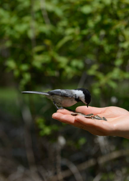 istock Black-capped Chickadee feeds from human hand in April in Ontario Canada 1574569745