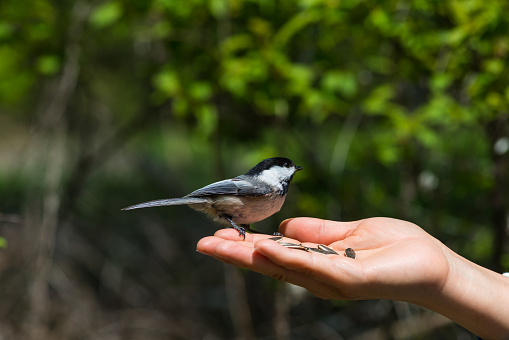 The Black-capped Chickadee is a small, non-migratory bird that is found throughout Ontario, Canada. It is known for its distinctive black cap and bib, white cheeks, and gray back and wings. Chickadees are found in a variety of habitats, including forests, parks, and suburban areas.