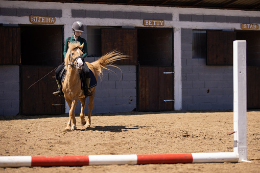 Wroclaw, Poland - September 5, 2015: Finish the race for 3-year-old Arabian horse group II in Wroclaw. This is an annual race on the Partenice track open to the public.