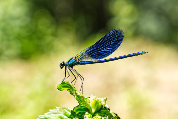 istock Black, Blue dragonfly close up SOA deep blue dragonfly sits on the grass dragonfly in nature habitat 1574583461