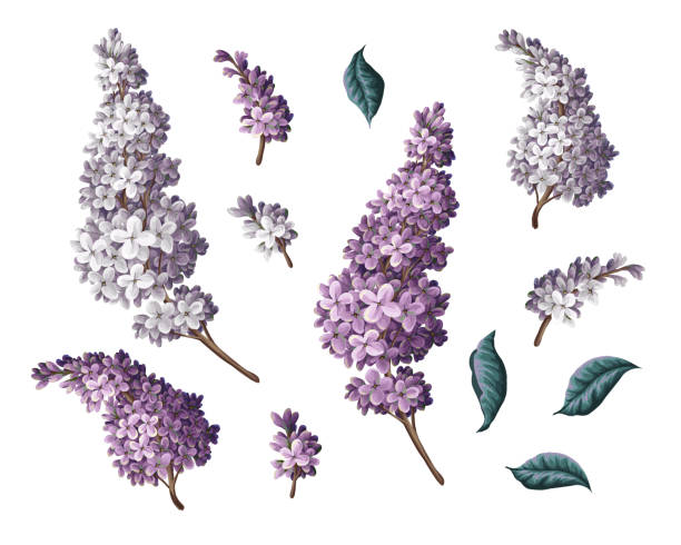 purple lilac and leves isolated. vector. - leylak stock illustrations