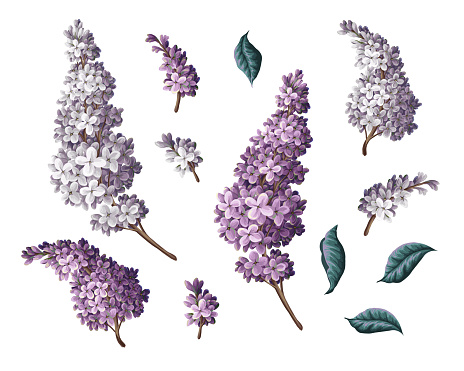 Purple lilac and leves isolated. Vector