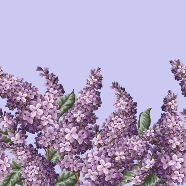 Vector illustration of Border with purple lilacs. Vector.