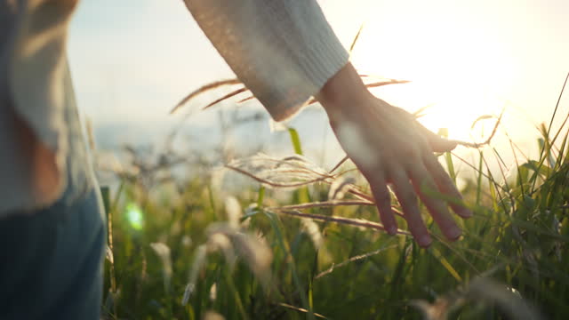 B roll - Hand of woman touching meadow in the rays of the sunset summer, Female walks through the field in thick high grass, slow motion