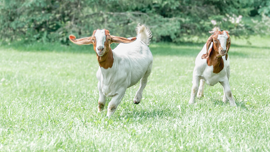 In this lively capture, a group of goats can be seen running playfully across the lush green grass. Their hooves gracefully touch the ground as they dash and frolic, displaying a delightful scene of energy and excitement. The picturesque setting of the vibrant green landscape complements the joyful spirit of these agile creatures, making it a truly enchanting moment to behold.