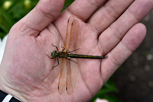 Dragonfly in hand. A large dragonfly. A predatory insect.