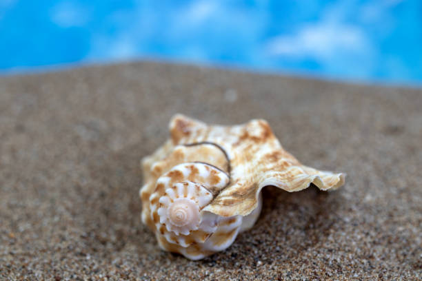 Shell on the sand at the beach. With copy space