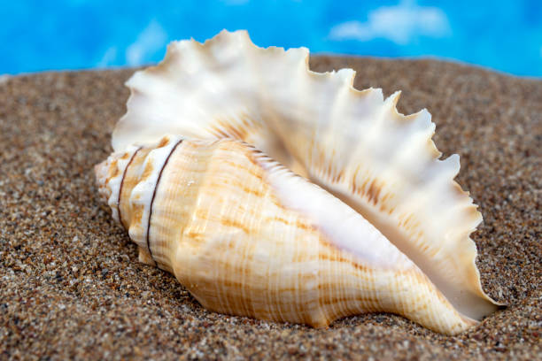 istock white shells on the beach, macro, close-up. Summertime holiday background. 1574613387