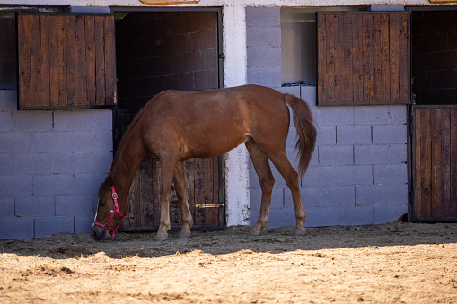 Beautiful horse on a ranch outdoors.