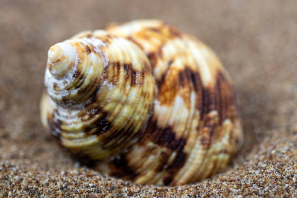 istock white shells on the beach, macro, close-up. Summertime holiday background. 1574618841