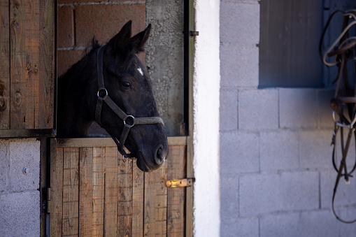 A line up of brown horses standing, waiting their turn with their rear ends facing the camera.