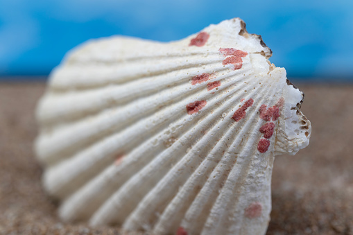 Close-up of white seashell macro on beach. Summertime holiday background. black and white.