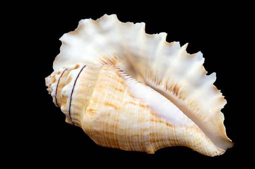 Seashell isolated on black background, close-up.
