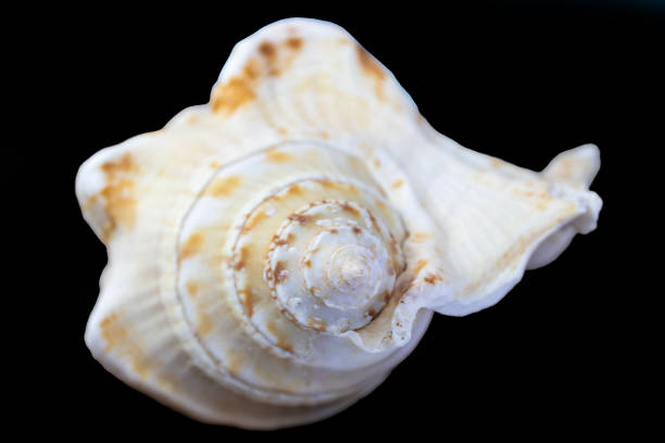 istock Seashell isolated on black background, close-up. 1574629798