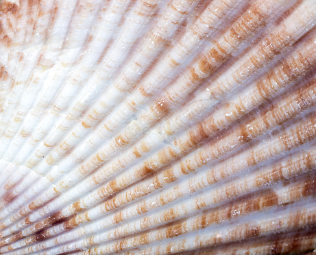 Close up shot of shell on a beach
