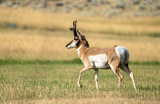 A pronghorn antelope walking in a lush, green grassy meadow.