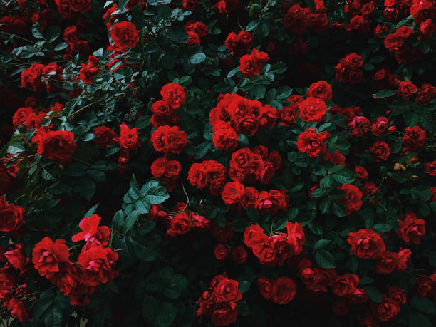 istock a very beautiful red rose is blooming 1574640491