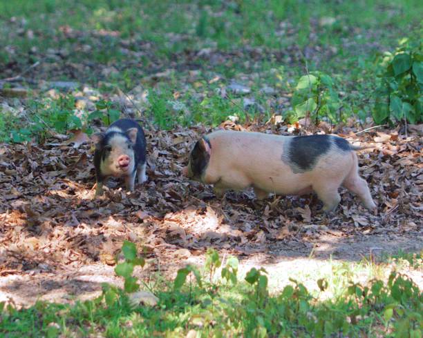 istock A pair of young pigs foraging. 1574658046
