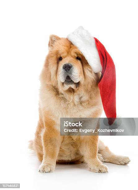 Chowchow Chow Hund In Roten Weihnachtsmann Mütze Stockfoto und mehr Bilder von Braun - Braun, Chow Chow, Domestizierte Tiere