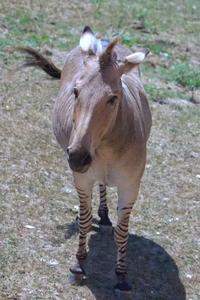 A Zonkey, a cross between a zebra and a donkey. Only found in zoos.