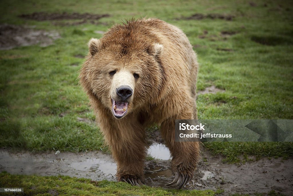 Grizzly bear - Foto de stock de Gruñir libre de derechos