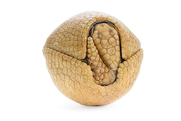 Three Banded Armadillo Three banded armadillo on white background. armadillo stock pictures, royalty-free photos & images